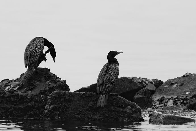 _MG_2887 Black Cormorants S