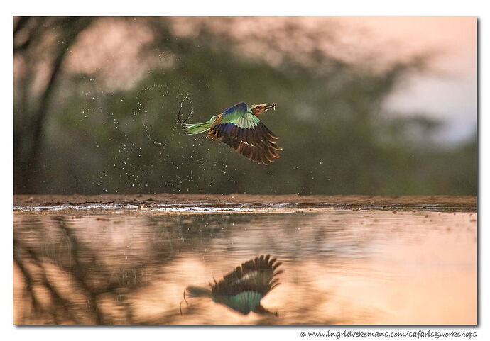 Breakfast roller.jpg