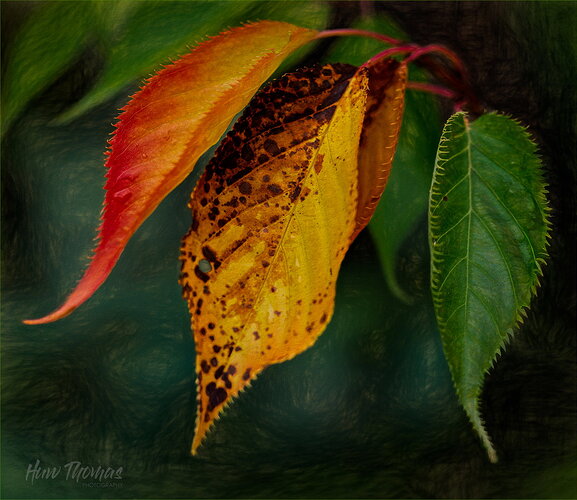 Revision 1 - autumn-01034-Edit.jpg