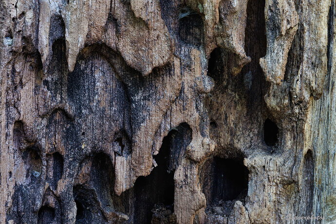 Original - Flow Wood-1.jpg