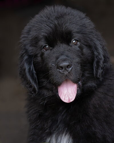 Original - Pup.jpg