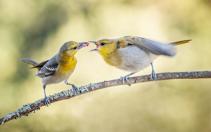 Bullocks Oriole, feeding time