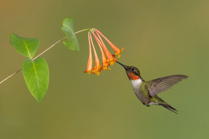 Ruby-throated Hummingbird 104.jpg