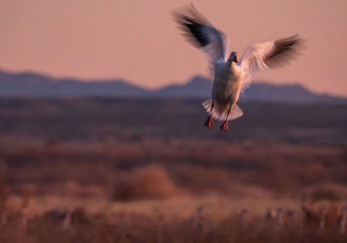 dcampbell-goose-motion-bernardo-2024-test.jpg