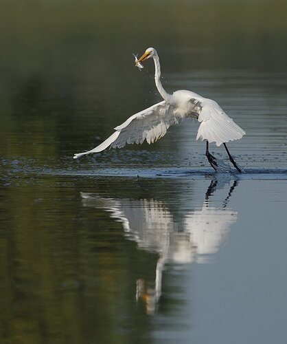 Great Egret fishing for shad