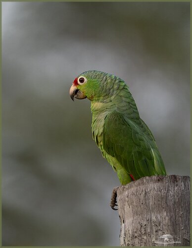 Red-lored Parrot