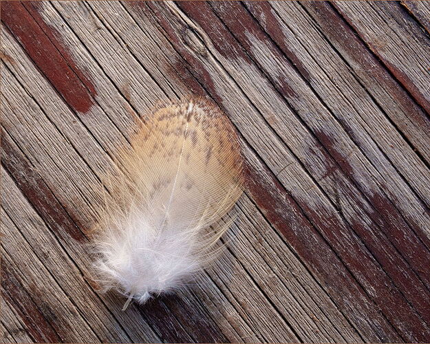 -20250831-_7R59339-Feather-DxO_DeepPRIME 3-Edit.jpg