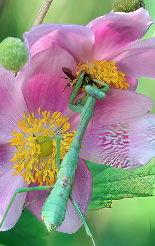 Lunch among the flowers