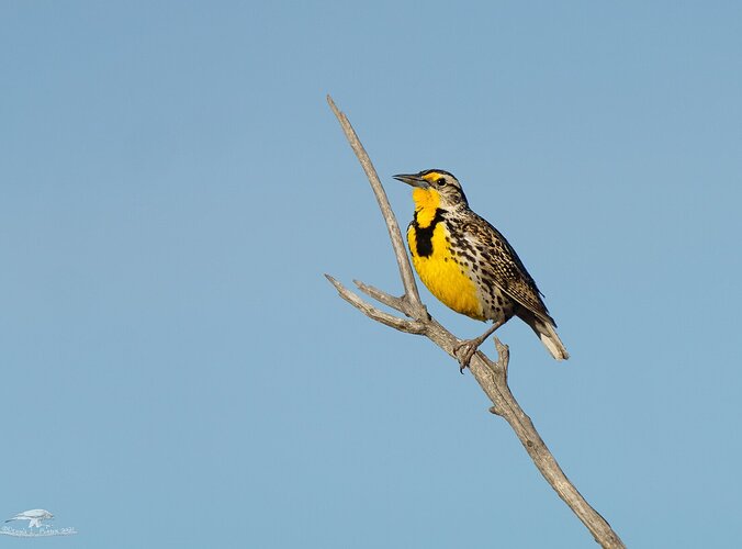 Meadowlark on a Stick