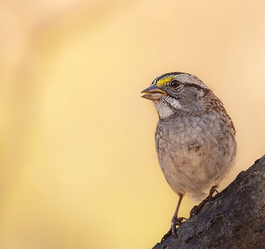 White-throated Sparrow-NPN.jpg