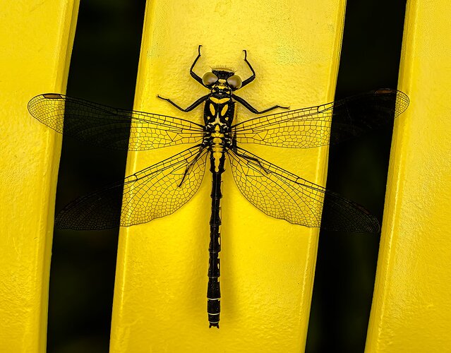 Designer Dragonfly.jpg