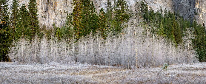 cottonwoods 2021 Dec.jpg