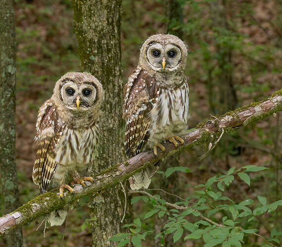Barred Owl 13.jpg