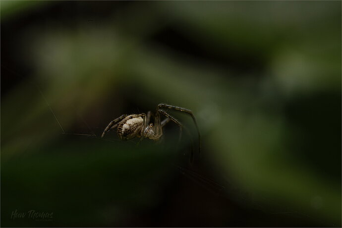 Original - spider 20260717-DSC04849-Edit.jpg