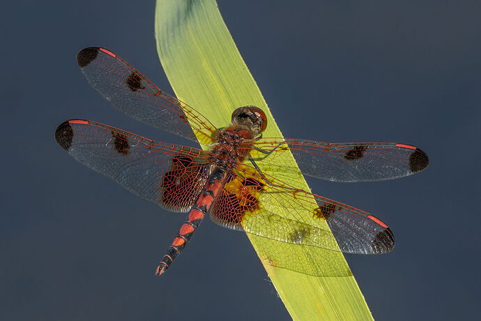 Calico Pennant Dragonfly 6.jpg