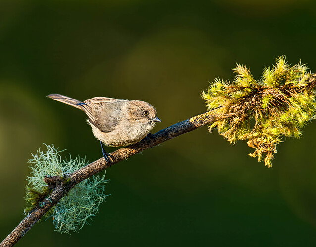 bushtit-Edit copy.jpg