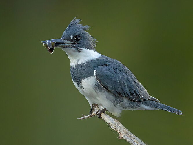 Belted Kingfisher 125.jpg
