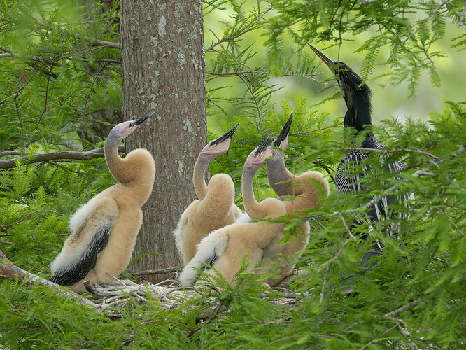 Anhinga 4.jpg