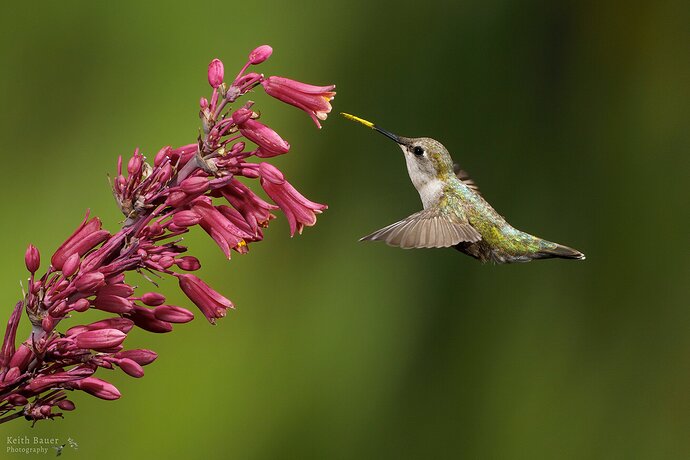 Little Miss Pollen Beak