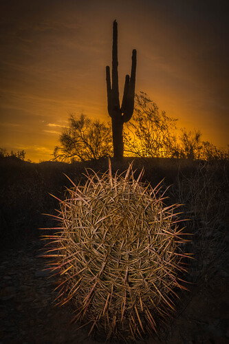 Original - Cacti c.JPG
