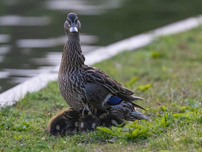 Watching over her brood