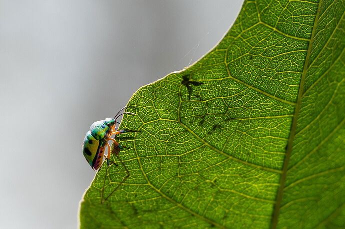 Beetle.jpg
