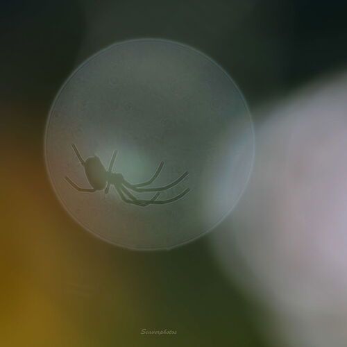 A Shadow of Herself.jpg