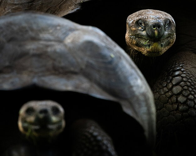 Original - foerster-galapagos-tortoises.jpg