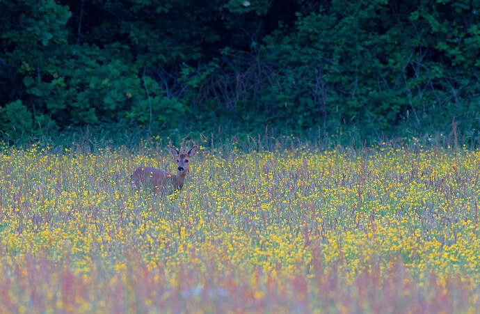 Dubbroek_IMGP6944_ree.jpg