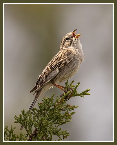 Brewer's Sparrow.jpg
