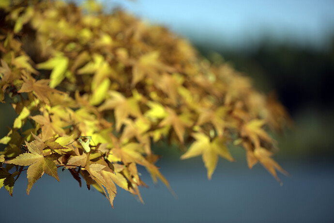 Original - yellow orange.jpg