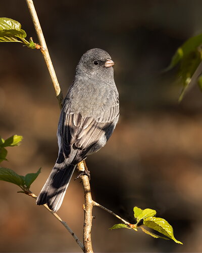 Dark-eyed Junco-NPN.jpg