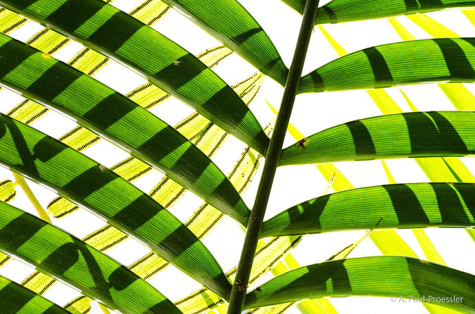 _APP4770 Kopie 2.jpg