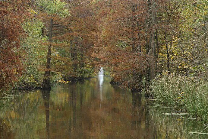 Cypress Swamp Channel - NPN