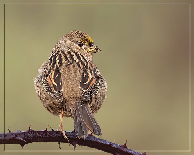 Golden-crowned Sparrow-NPN.jpg