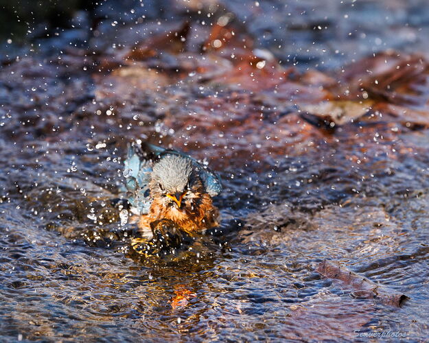 Happy Bathing Bluebird.jpg