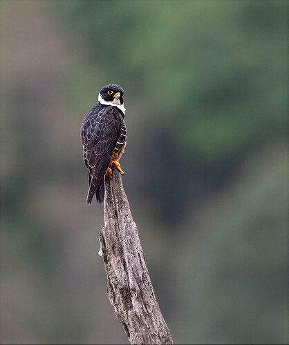 bat falcon4bat falcon copy4 copy-topaz-focus-denoise-sharpen-wonder copy final.jpg