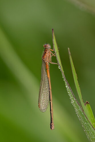 Variable Dancer