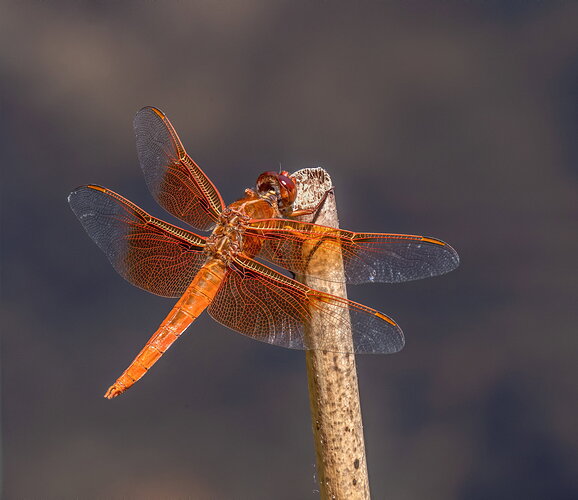 Flame Skimmer