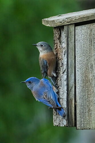 BLUEBIRDS.jpg