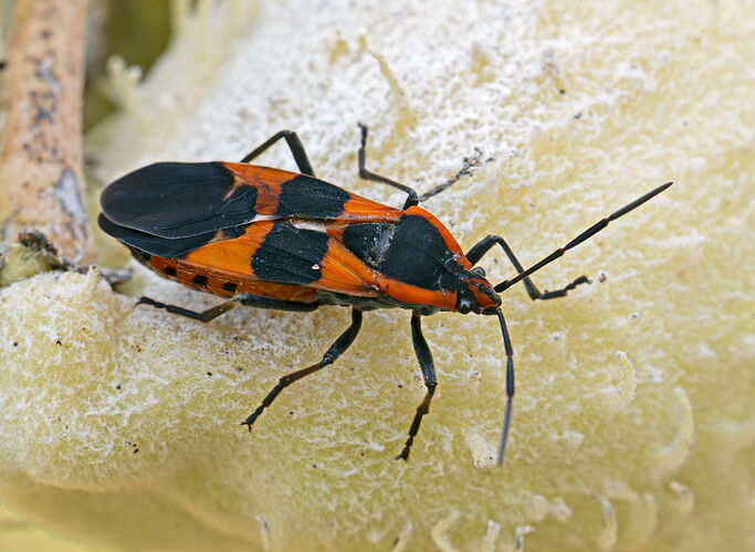 MilkweedBug.jpg