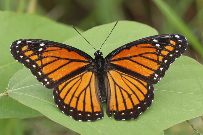 Viceroy Butterfly NPN1