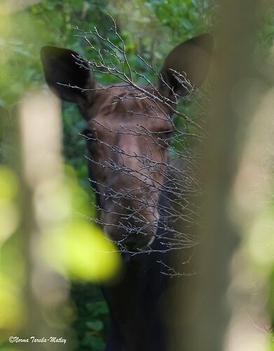 I can't see you Moose abstract.