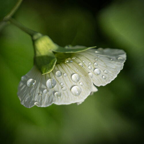 Pea Blossom with Raindrops.jpg