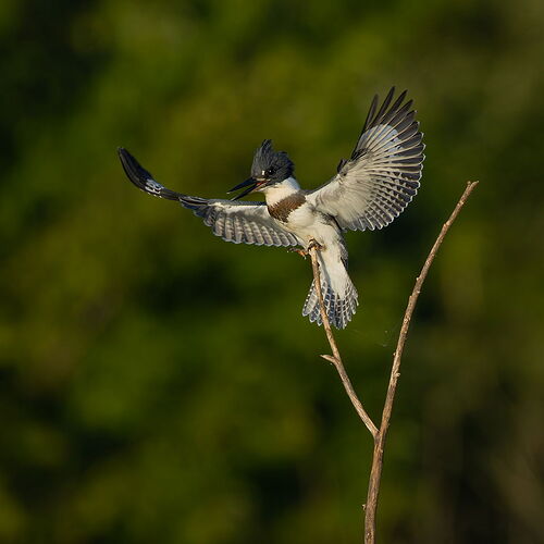 Belted Kingfisher 74.jpg