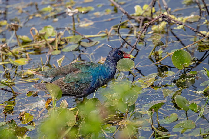Purple Gallinule.jpg
