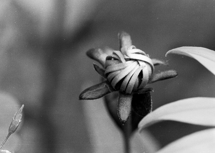 Rudeckia_bud.jpg