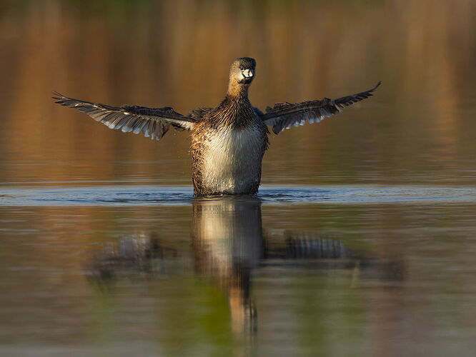 Pied-billed Grebe.jpg