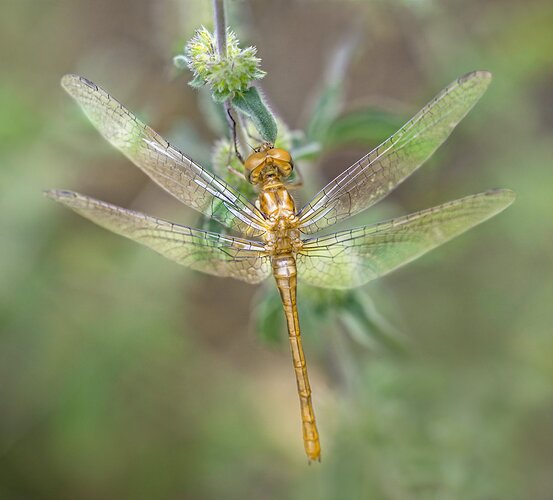 Newly emerged Western Meadowhawk