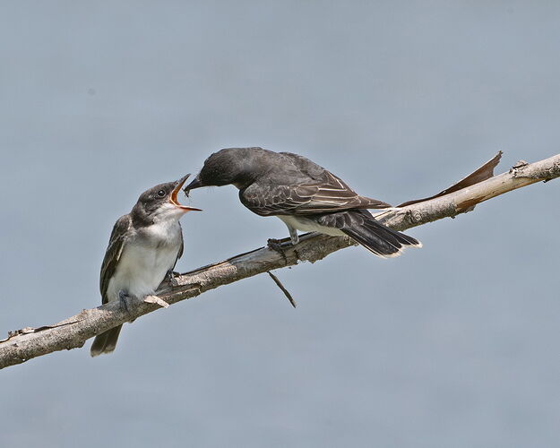 Kingbirds.jpg